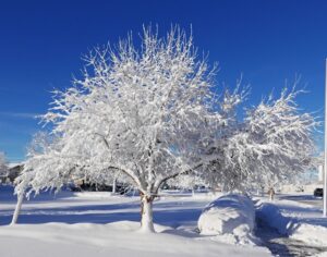 India Snowfall