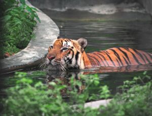 Bengal Biodiversity Park